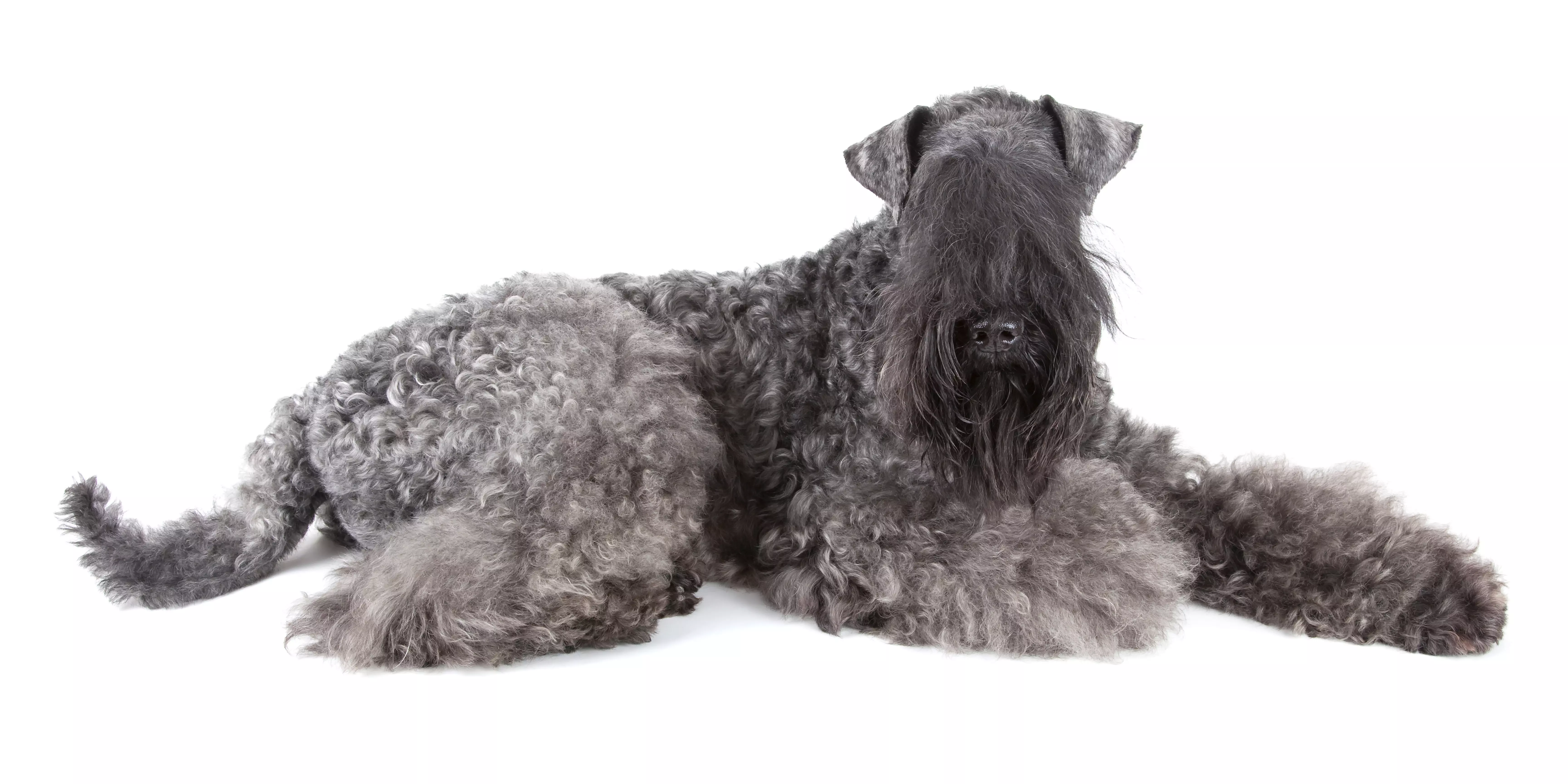 Kerry Blue Terrier