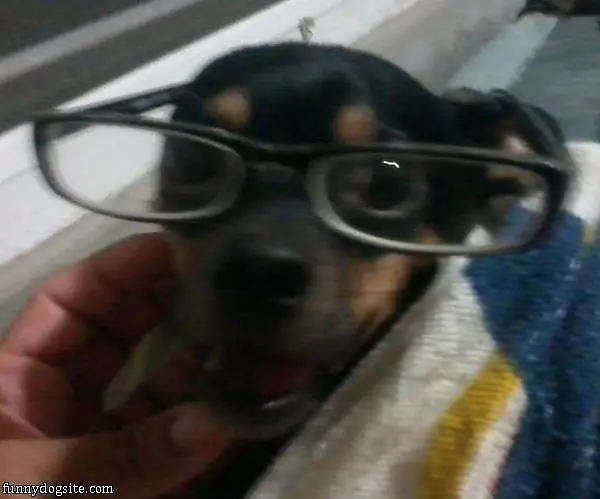 Reading Glasses