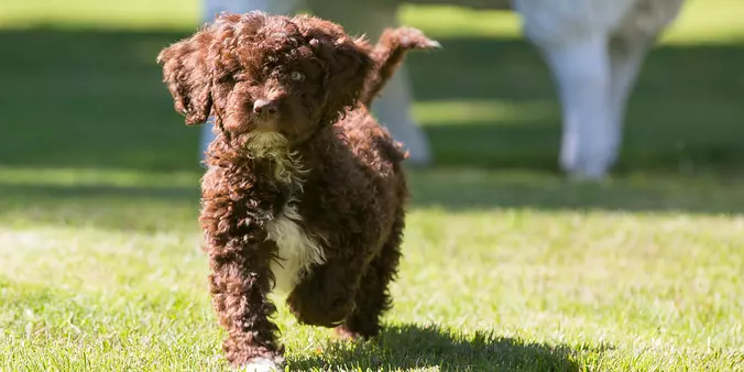 Brown Spanish Water Dog