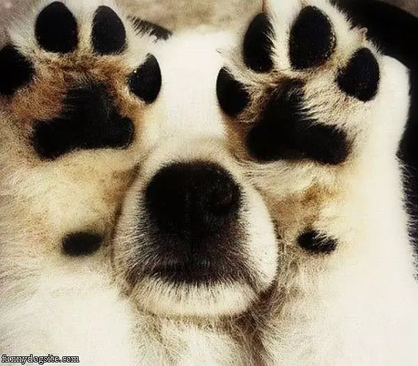 Peeeeekabooooo