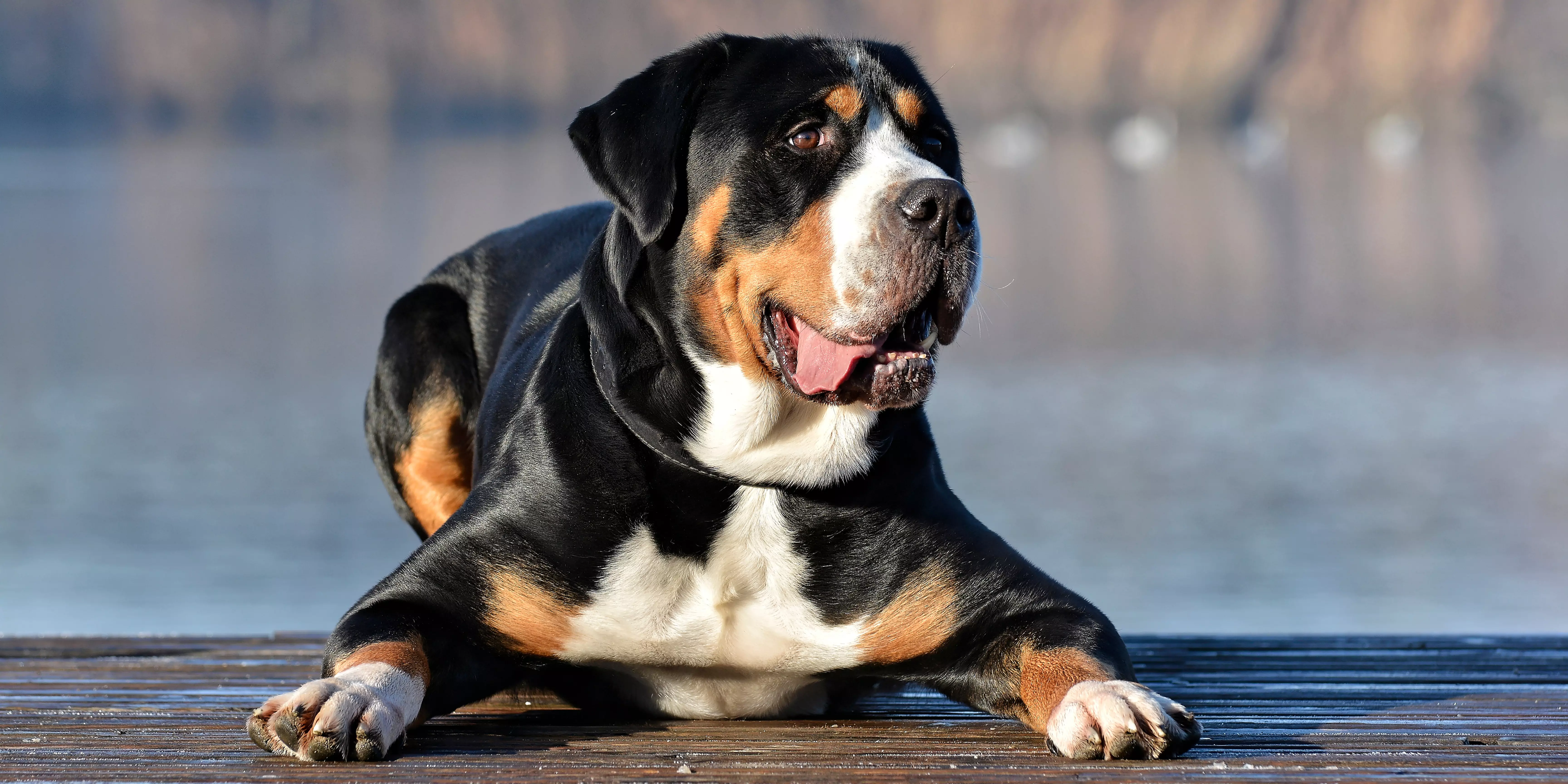 Greater Swiss Mountain Dog