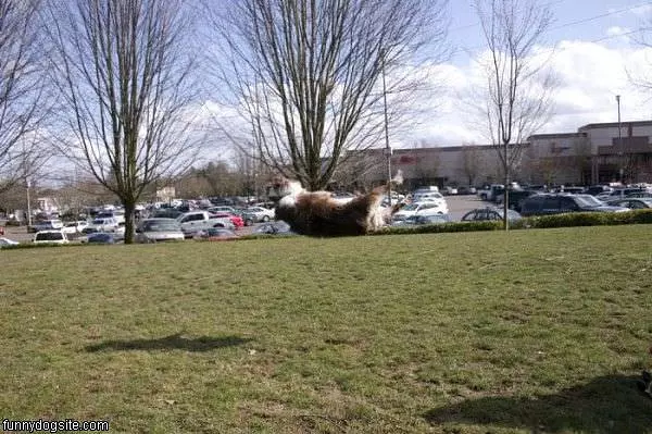 Flying Frisby Dog