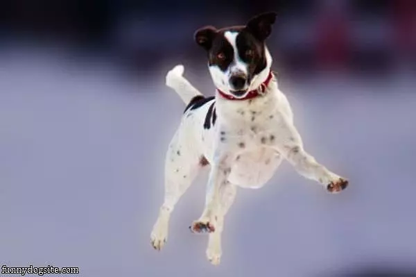 Happy Jumper