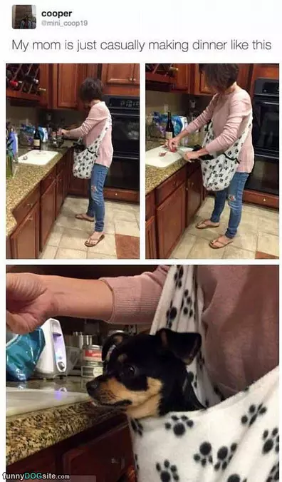 The Dog Wants To Help