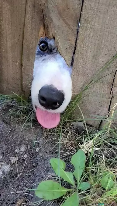 Peaking My Nose Out