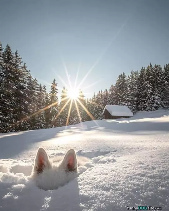 Stuck In The Snow