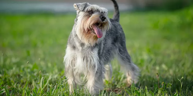 Miniature Schnauzer