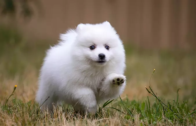 Japanese Spitz running