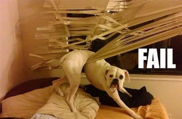 Failure Dog