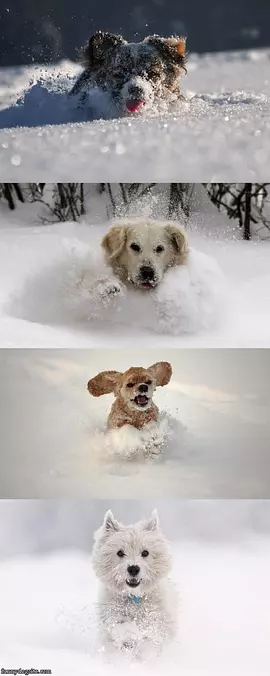 Snow Dogs