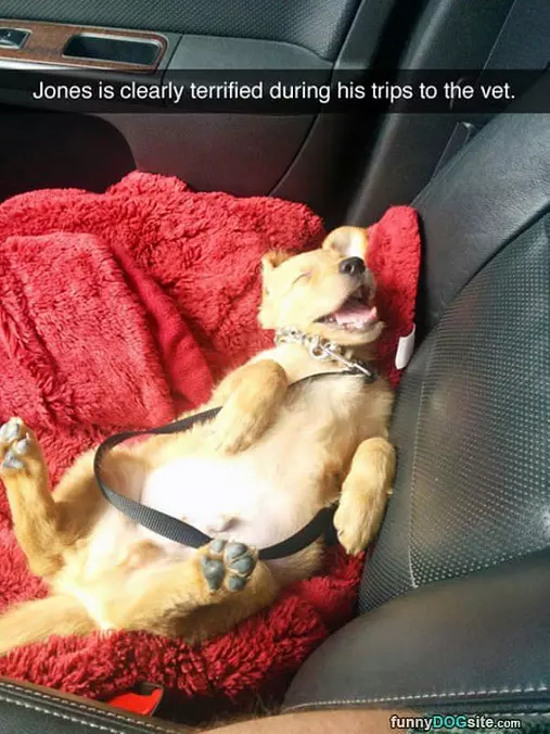 Trips To The Vet