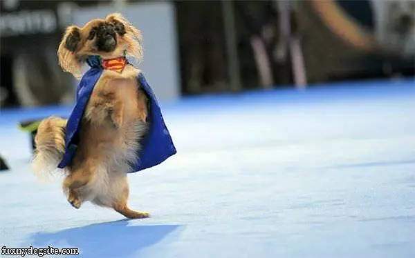 Superdog