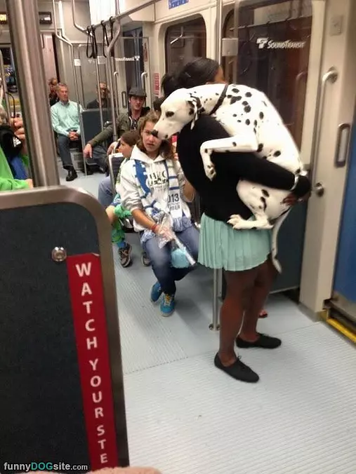 Subway Lap Dog