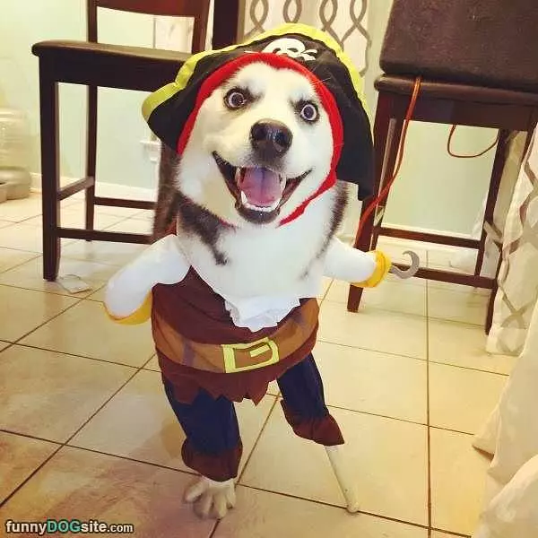 Pirate Dog