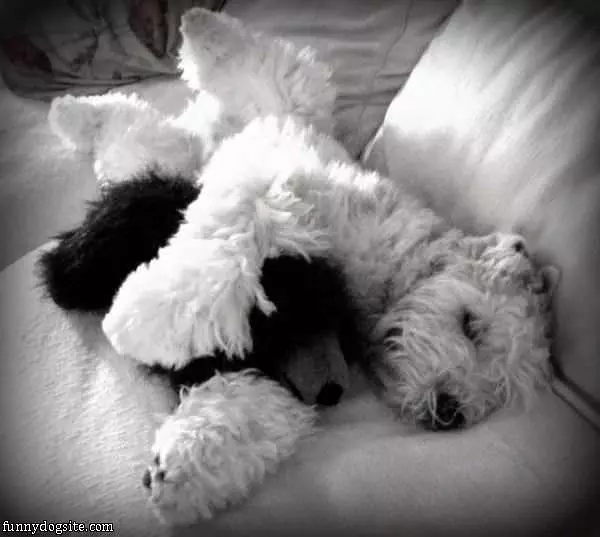 I Have My Teddy