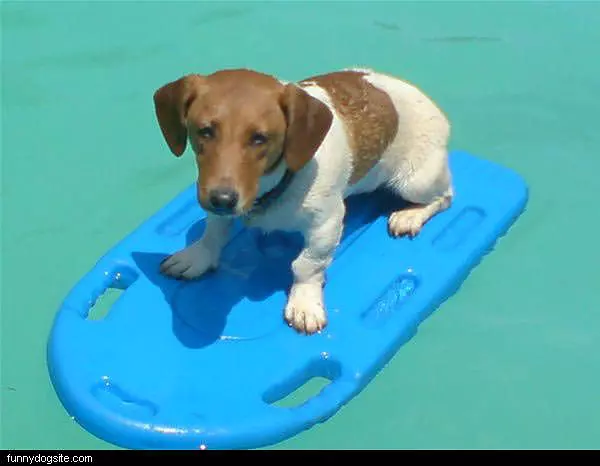 Lucky Boogie Board