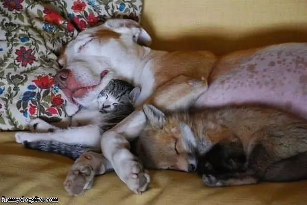 All Napping Together