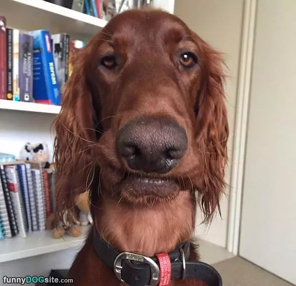 This Dogs Face Is Great