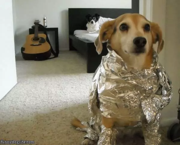 Tinfoil Dog