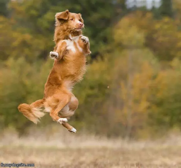 Hop Hop Hop