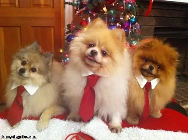 Nice Ties