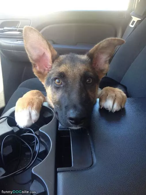 Are We Going To The Park