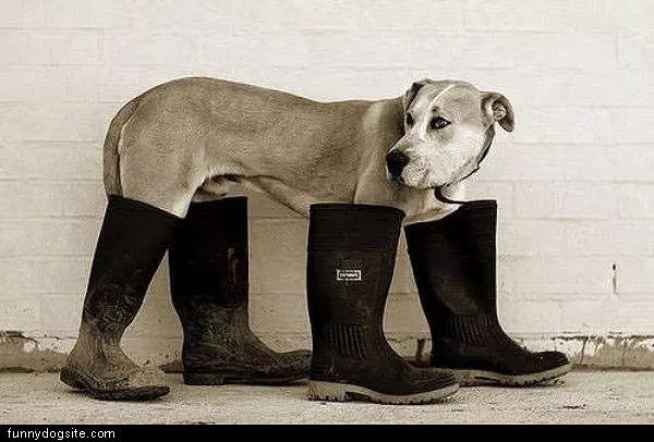 Dog Boots