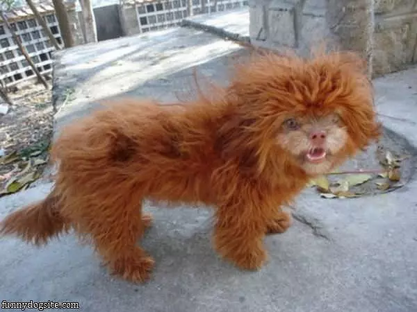 Fuzzy Dog