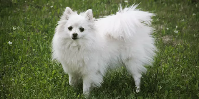 american eskimo