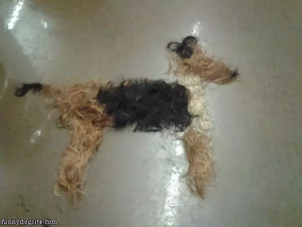 Got A Hair Cut