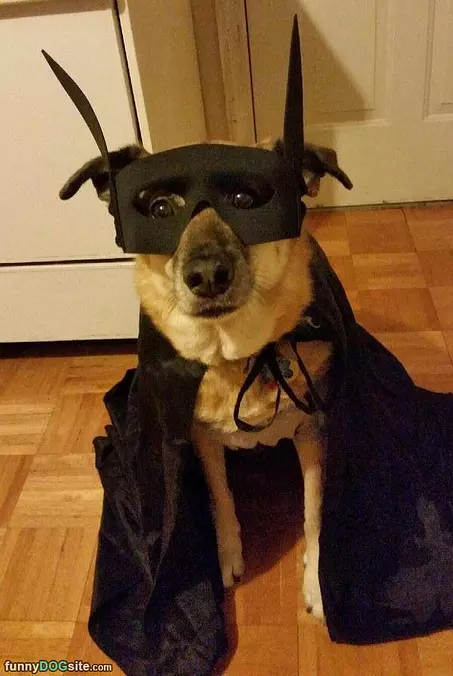 Nanana Bat Dog