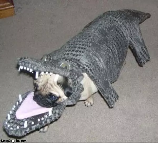 I Are Alligator