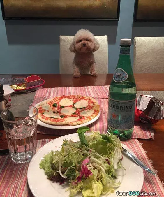 Fancy Feast