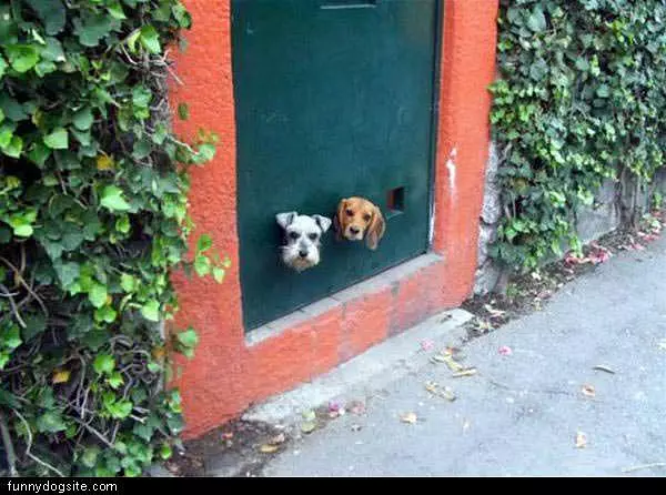 Peek Holes