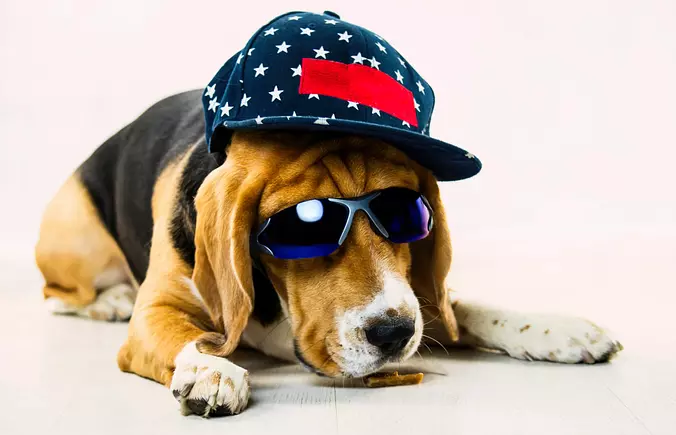 Funny Beagle