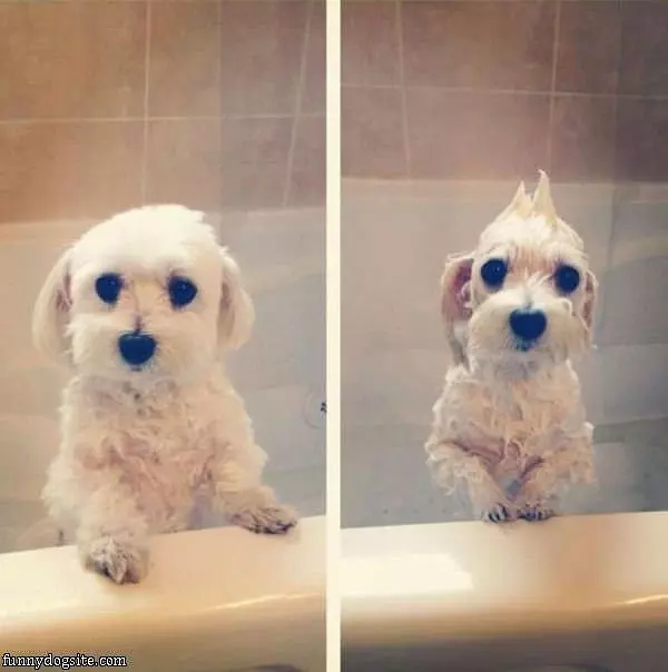 Bath Dog