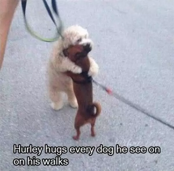 Hugging All The Dogs