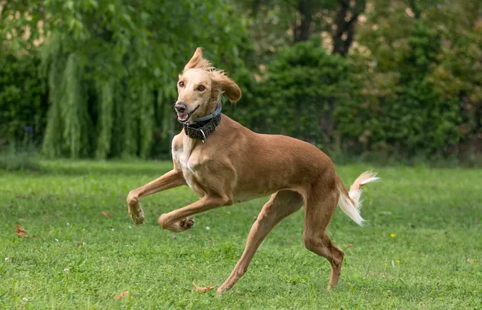 Saluki dog running
