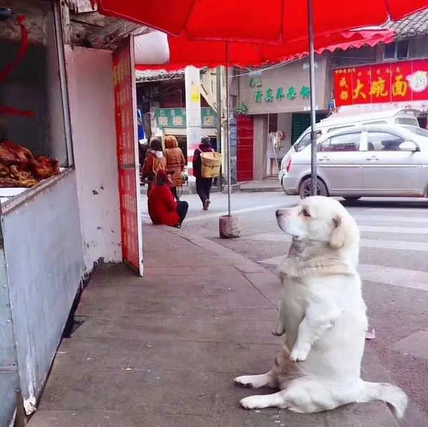 Will Sit For Snacks