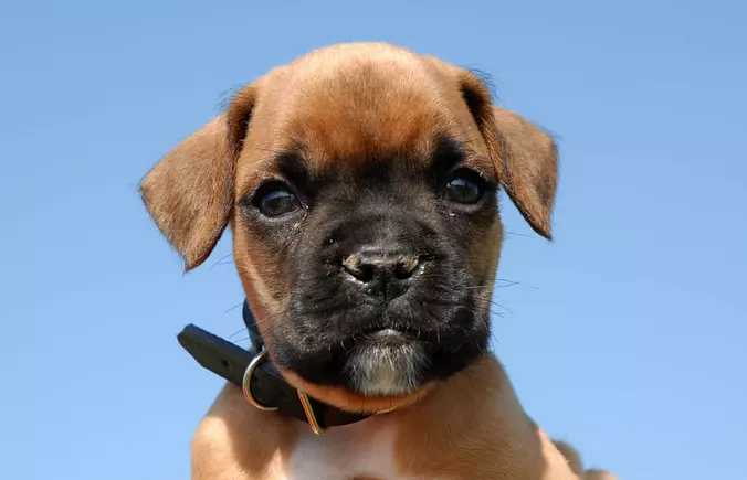 Baby Boxer