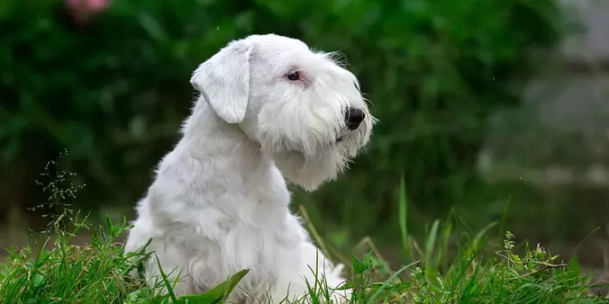 Sealyham Terrier in the garden