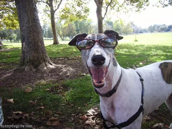 Loves The Sunglasses