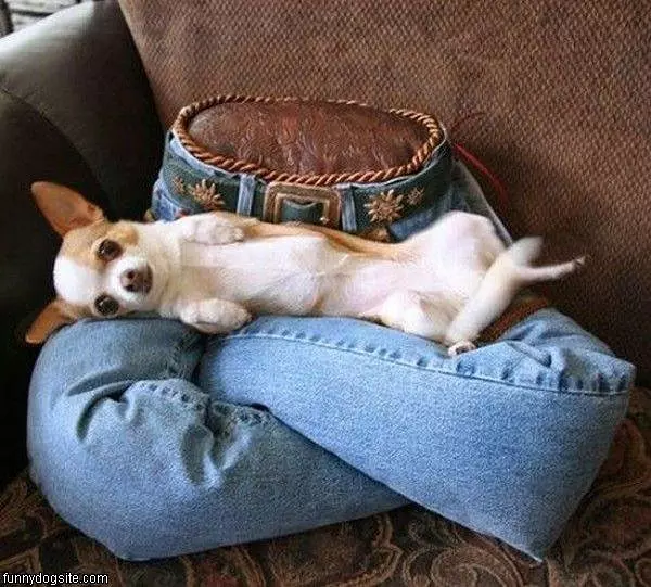 Lap Dog
