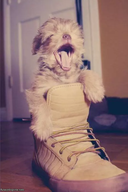 Boot Dog