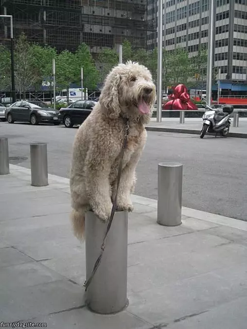 Balacning Dog