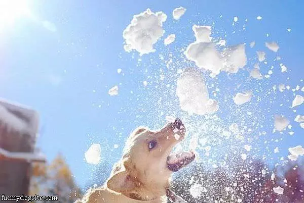 Snowball Fight