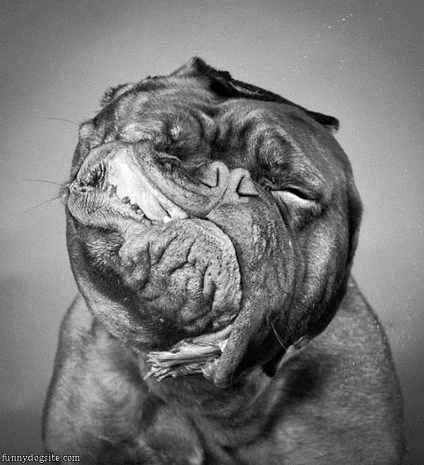 Slow Shake Off Dog
