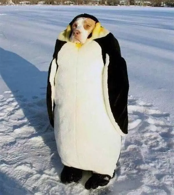 Penguin
