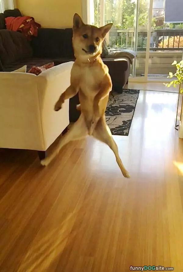 Jumping For Joy