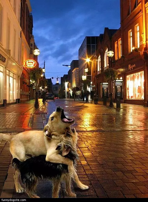 Howling Together